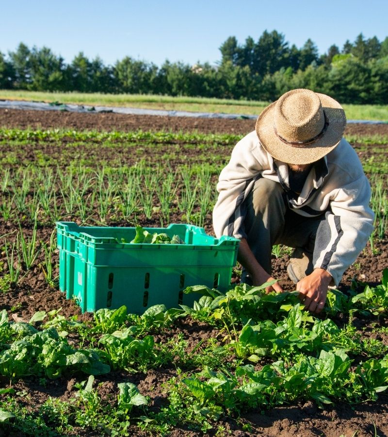 Ferme%20Verte%20–%20Ferme%20Bio%20&%20Agrotourisme%20Québec
