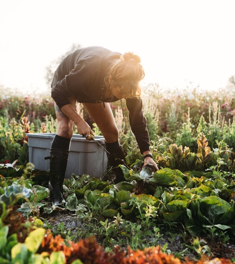 Ferme%20Verte%20–%20Ferme%20Bio%20&%20Agrotourisme%20Québec