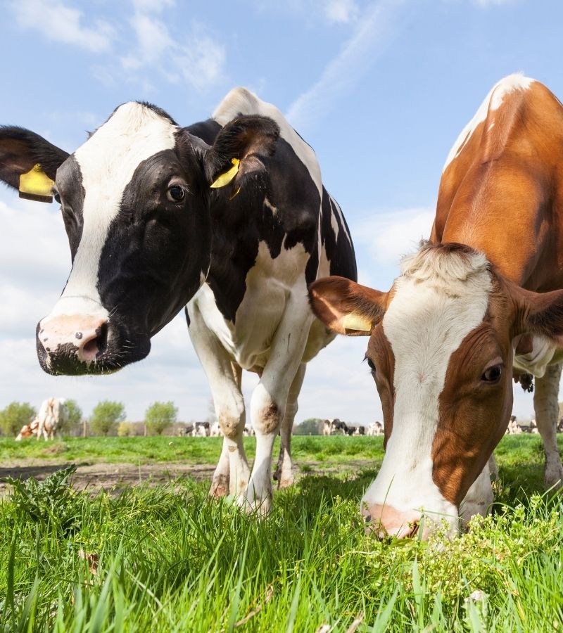 Ferme%20Verte%20–%20Ferme%20Bio%20&%20Agrotourisme%20Québec