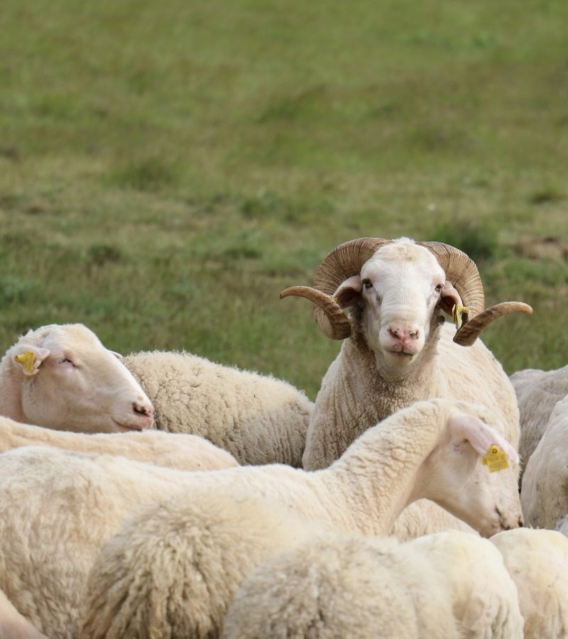 Ferme%20Verte%20–%20Ferme%20Bio%20&%20Agrotourisme%20Québec